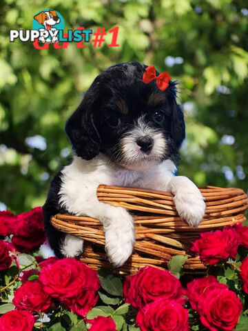 ADORABLE CAVOODLE PUPPIES COMING SOON!!!!