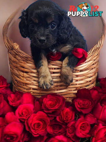 ADORABLE CAVOODLE PUPPIES COMING SOON!!!!