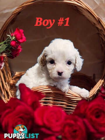 ADORABLE CAVOODLE PUPPIES COMING SOON!!!!