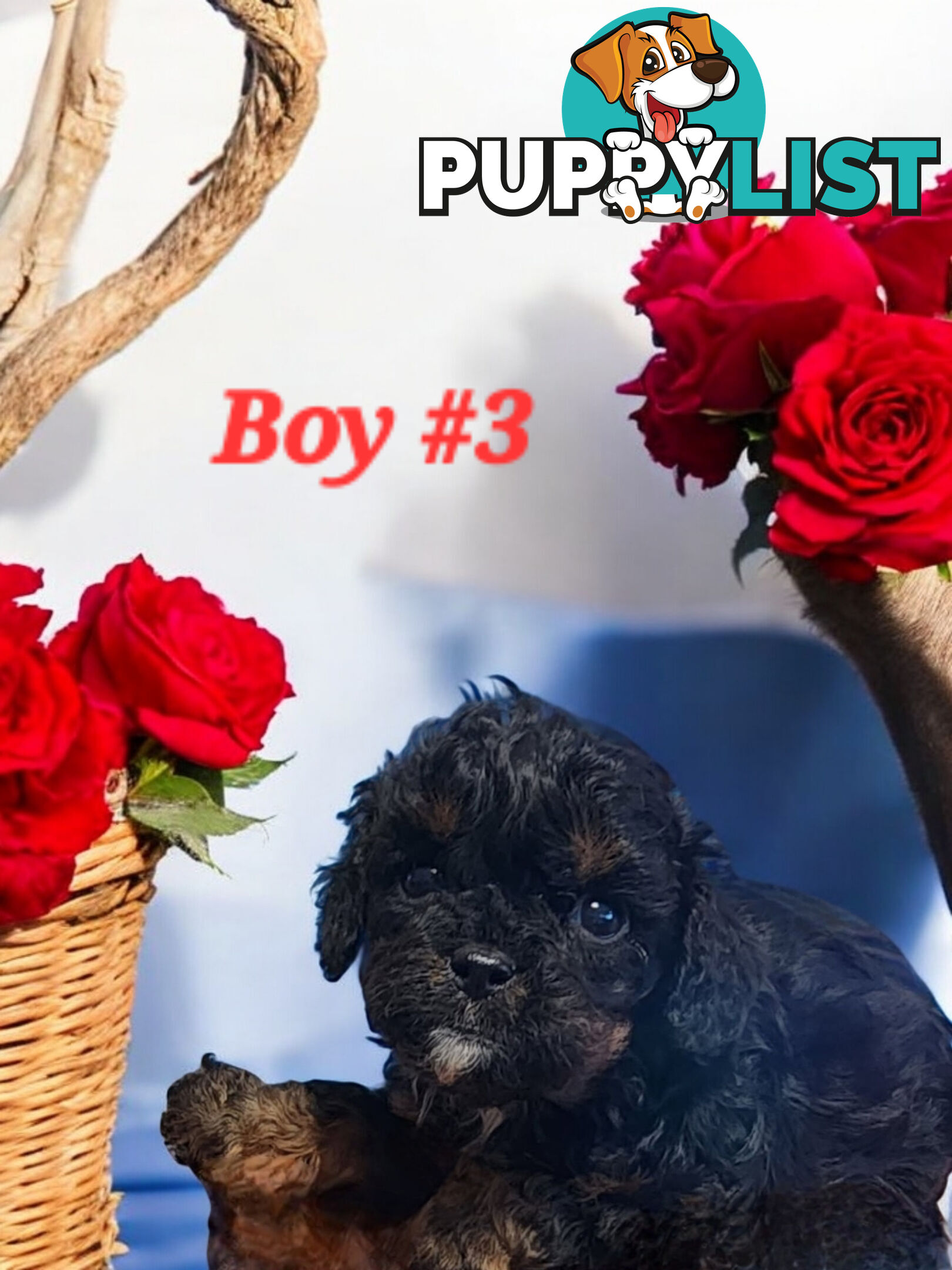 ADORABLE  TOY CAVOODLE PUPPIES 