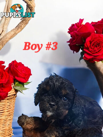 ADORABLE CAVOODLE PUPPIES COMING SOON!!!!