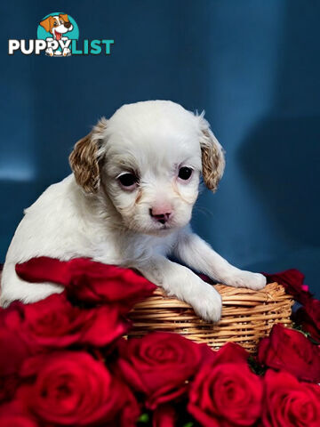 ADORABLE  TOY CAVOODLE PUPPIES 