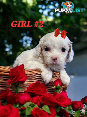 ADORABLE CAVOODLE PUPPIES COMING SOON!!!!