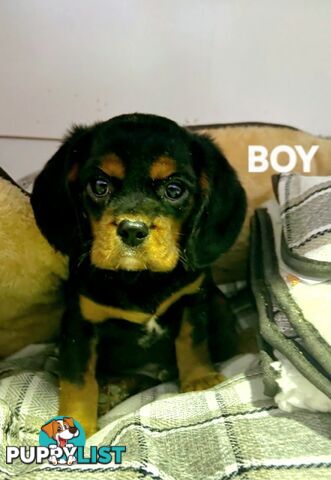 ABSOLUTELY STUNNING BEAGLIER PUPPIES 