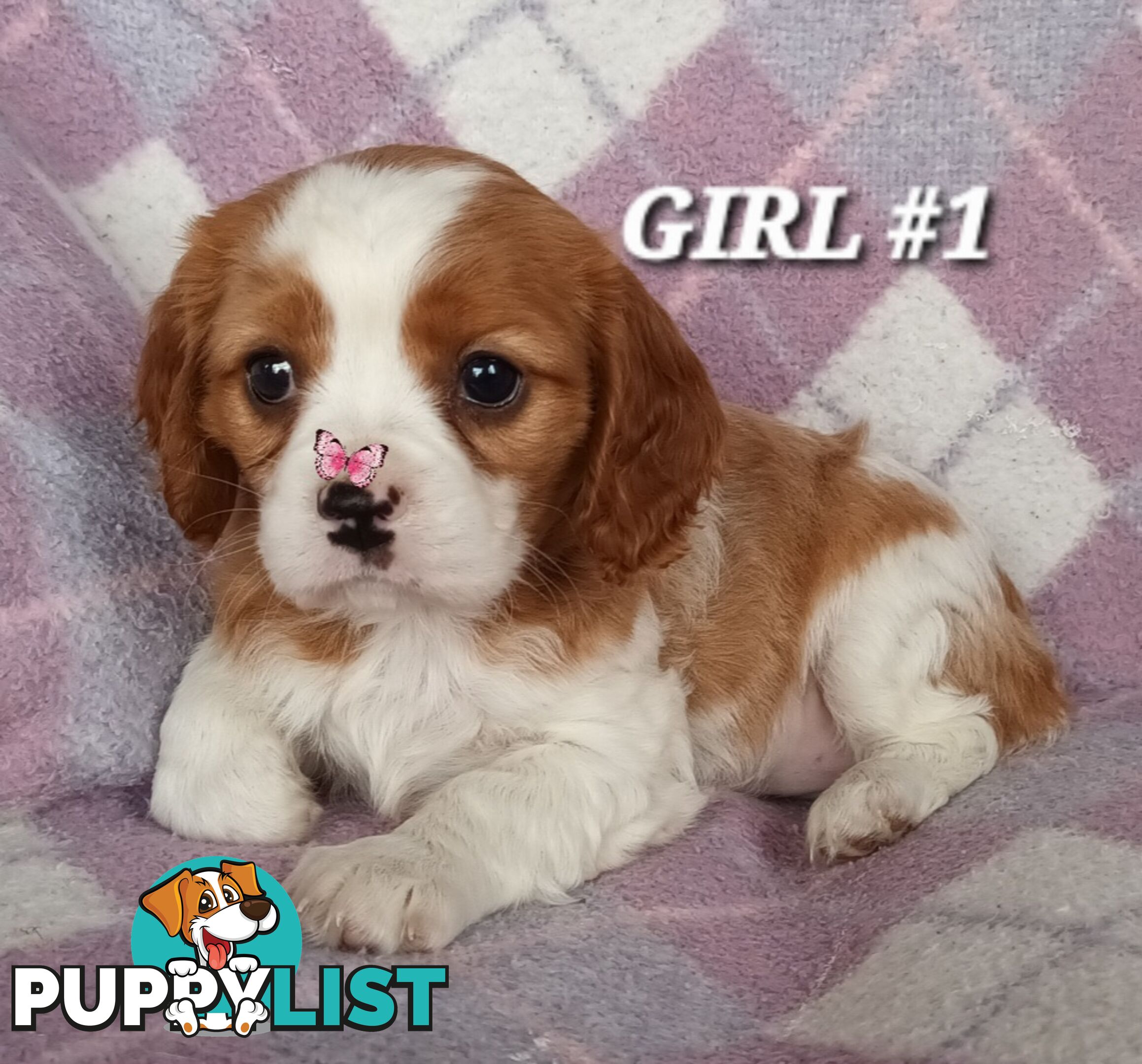 ABSOLUTELY STUNNING BEAGLIER PUPPIES COMING SOON!!!