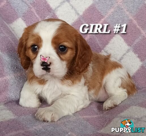 ABSOLUTELY STUNNING BEAGLIER PUPPIES COMING SOON!!!