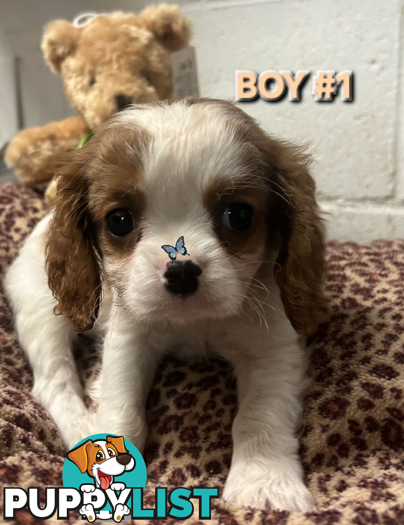 STUNNING BEAGLIER PUPPIES