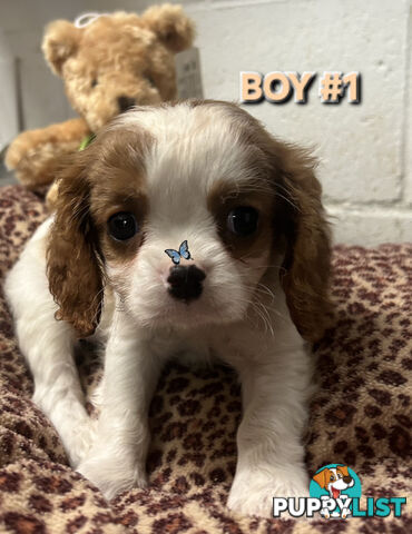 STUNNING BEAGLIER PUPPIES