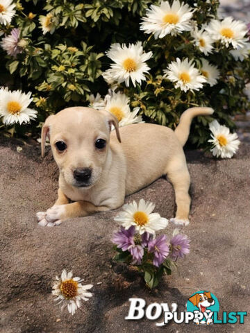ABSOLUTELY STUNNING BEAGLIER PUPPIES COMING SOON!!!