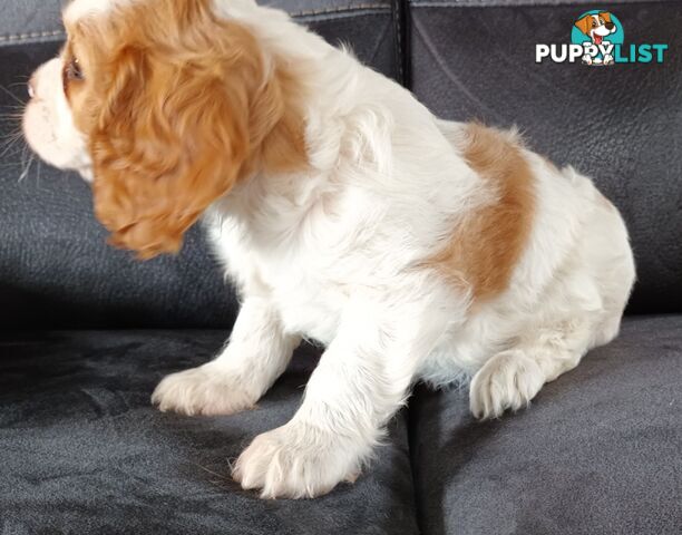 GORGEOUS BEAGLIER PUPPIES