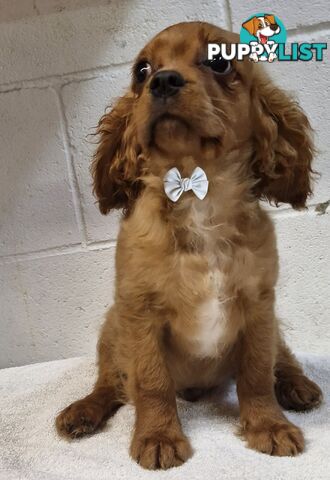 STUNNING BEAGLIER PUPPIES