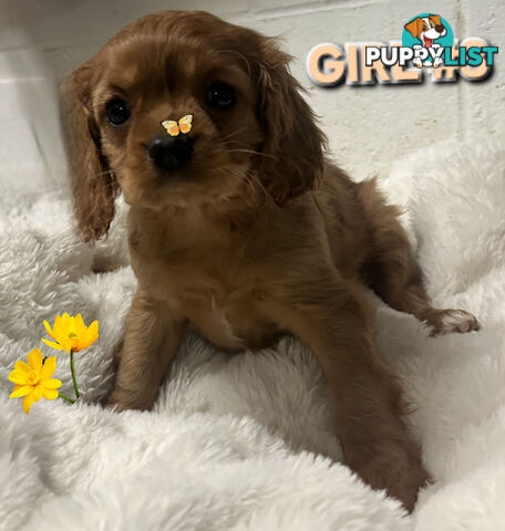STUNNING BEAGLIER PUPPIES