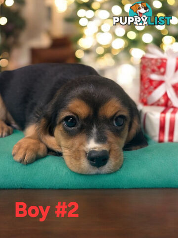 GORGEOUS BEAGLIER PUPPIES