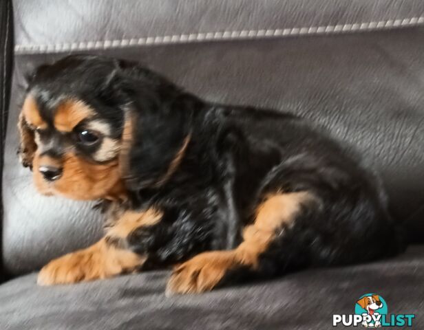 GORGEOUS BEAGLIER PUPPIES