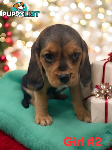 GORGEOUS BEAGLIER PUPPIES