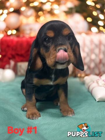 GORGEOUS BEAGLIER PUPPIES