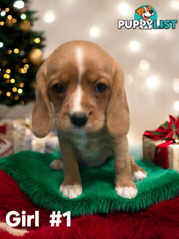 GORGEOUS BEAGLIER PUPPIES