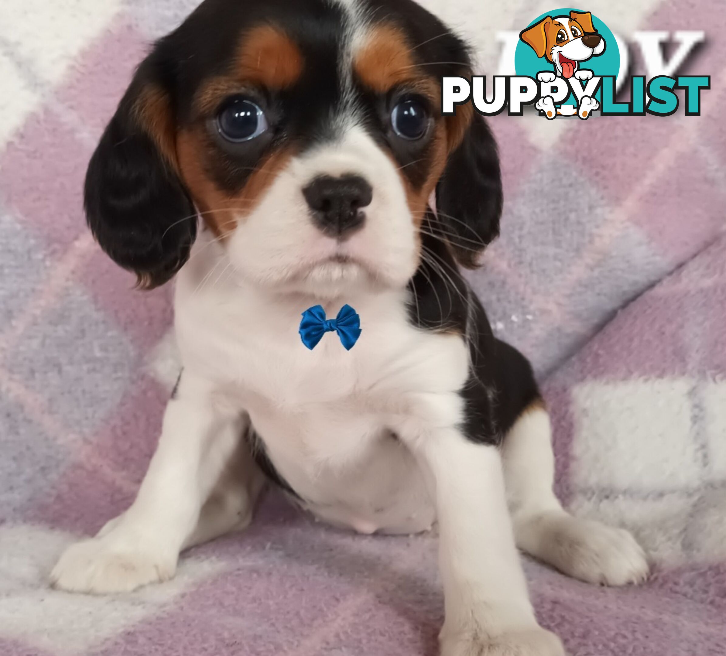 ABSOLUTELY STUNNING BEAGLIER PUPPIES COMING SOON!!!