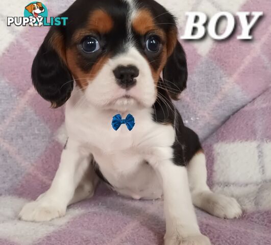 ABSOLUTELY STUNNING BEAGLIER PUPPIES COMING SOON!!!