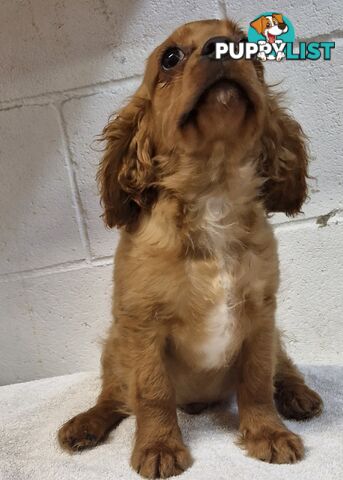 STUNNING BEAGLIER PUPPIES