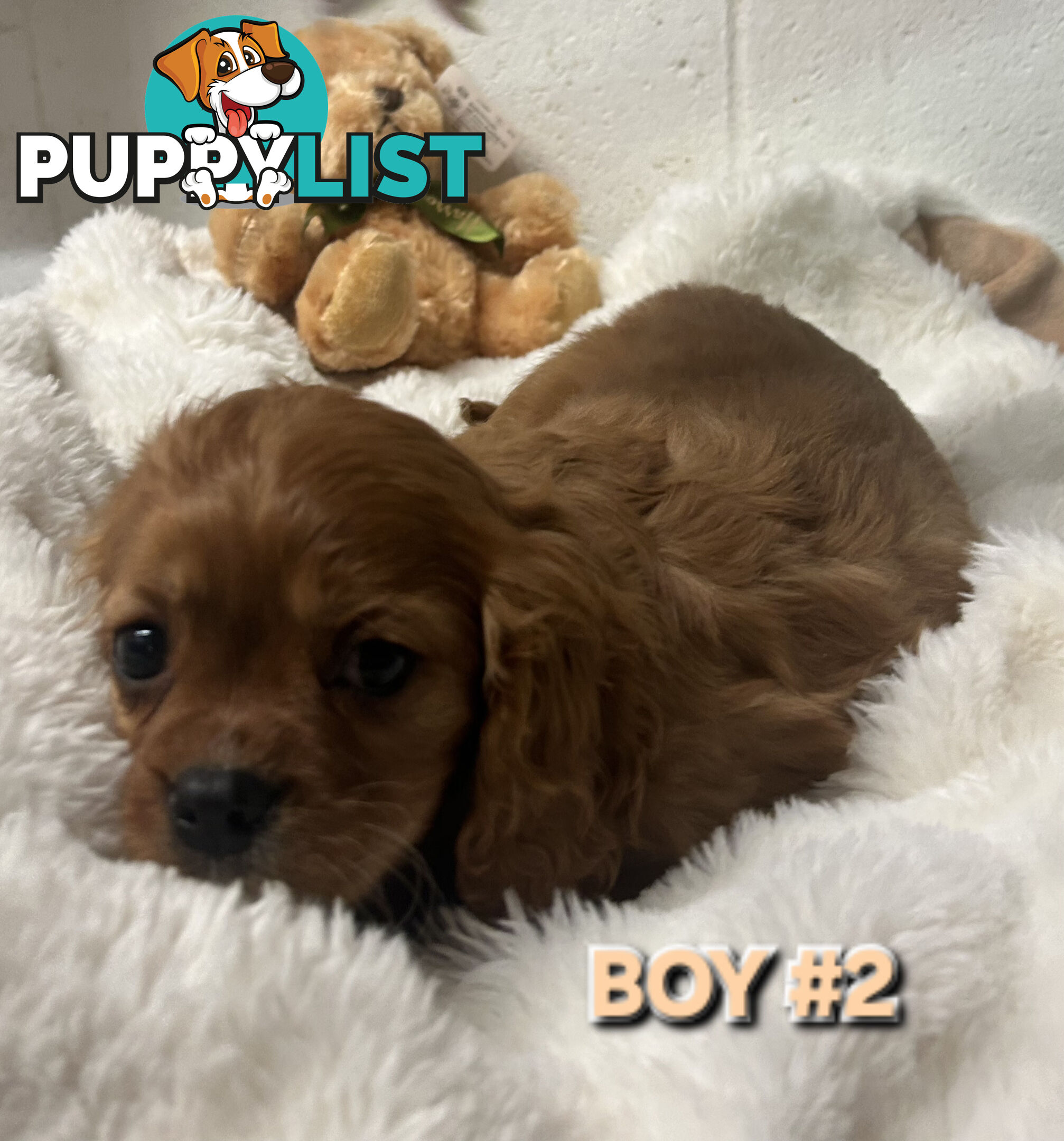 STUNNING BEAGLIER PUPPIES