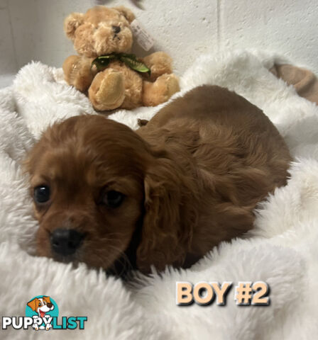 STUNNING BEAGLIER PUPPIES