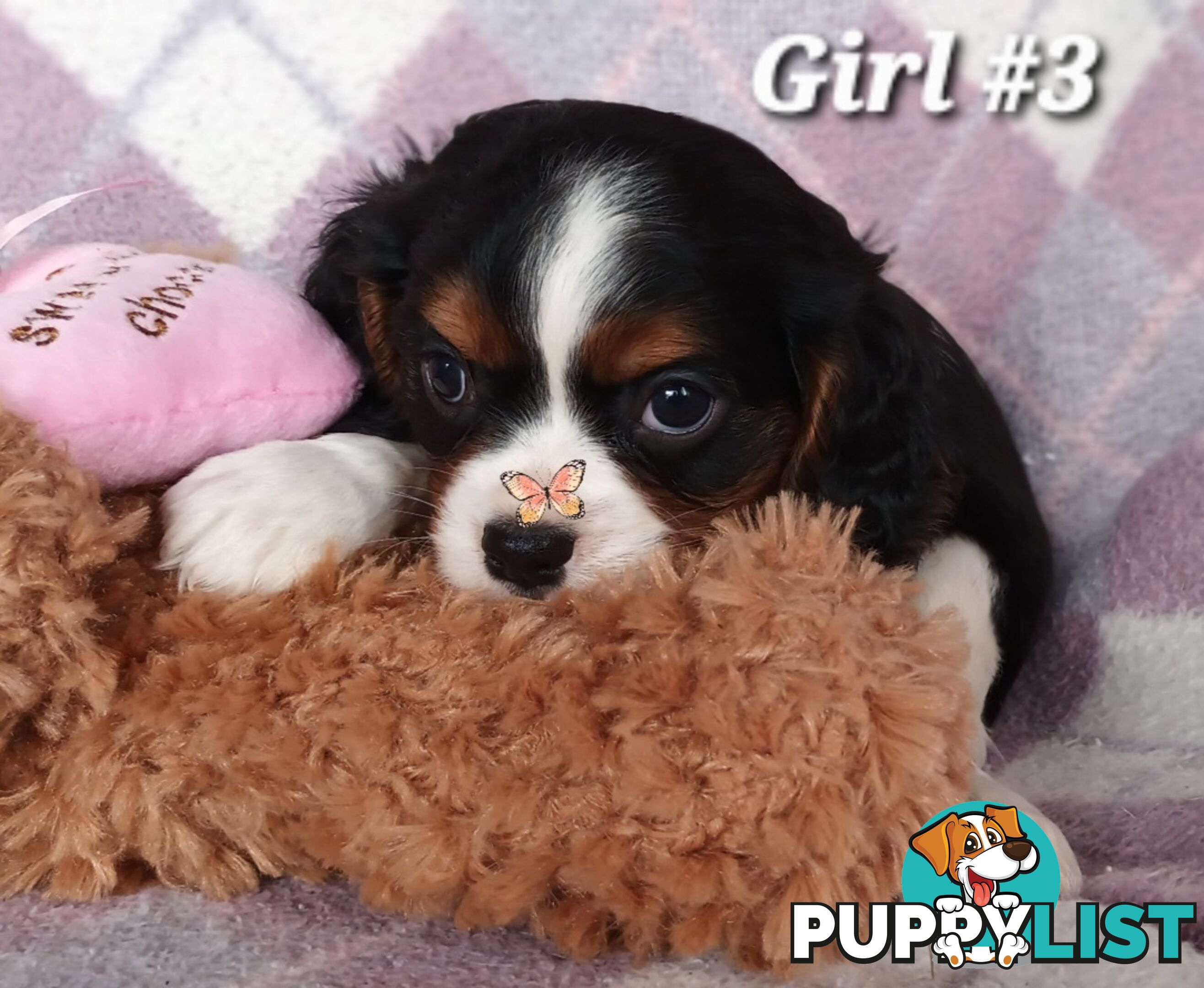 ABSOLUTELY STUNNING BEAGLIER PUPPIES COMING SOON!!!