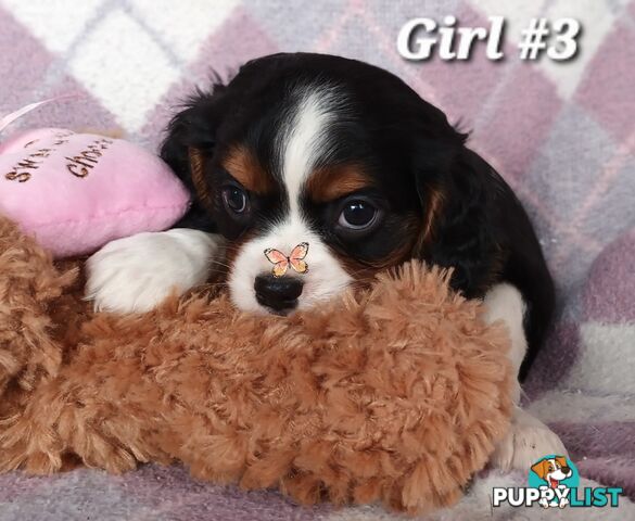 ABSOLUTELY STUNNING BEAGLIER PUPPIES COMING SOON!!!