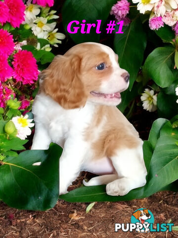 GORGEOUS BEAGLIER PUPPIES