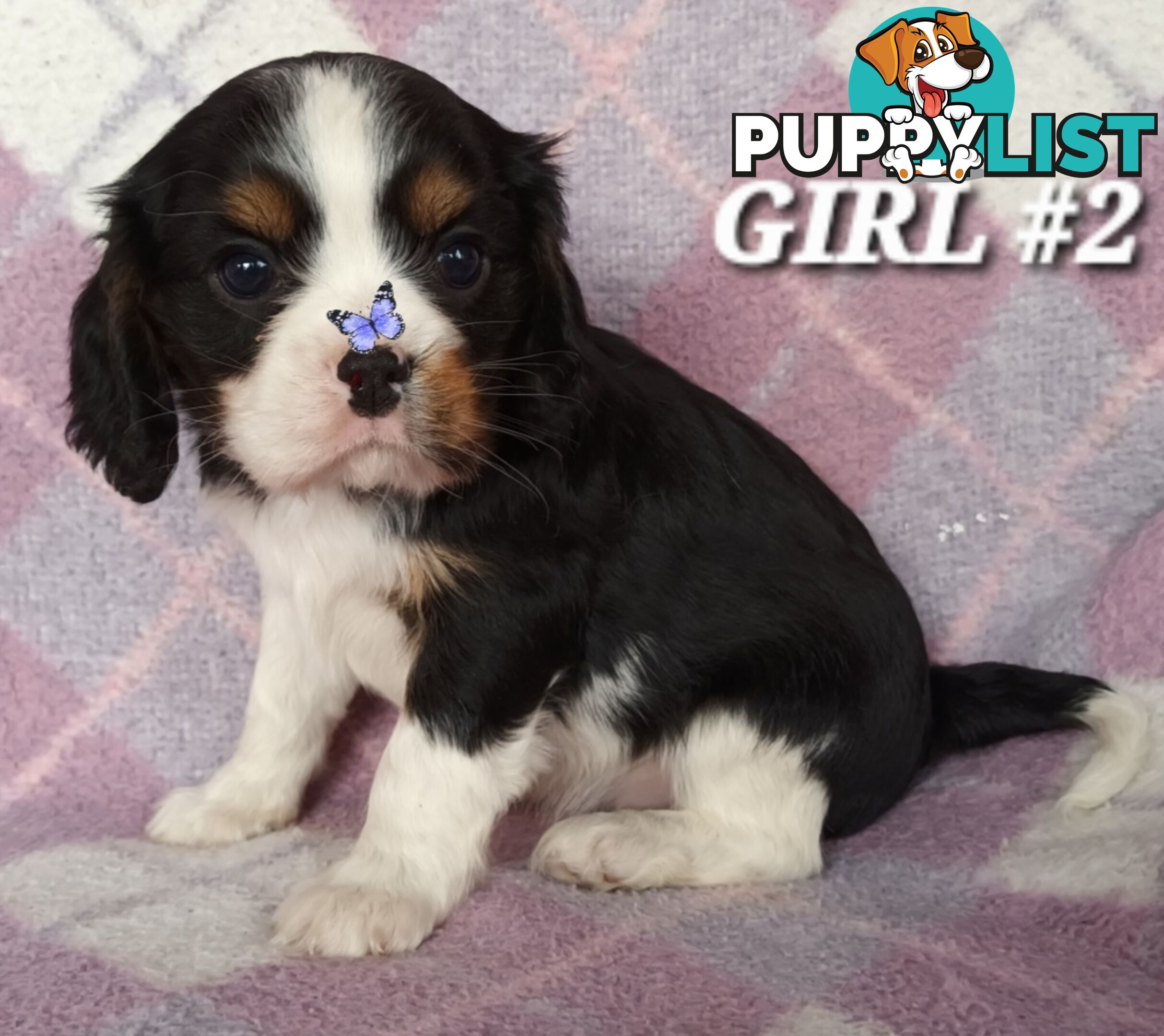 ABSOLUTELY STUNNING BEAGLIER PUPPIES COMING SOON!!!