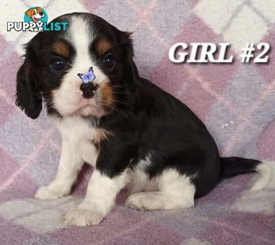 ABSOLUTELY STUNNING BEAGLIER PUPPIES COMING SOON!!!