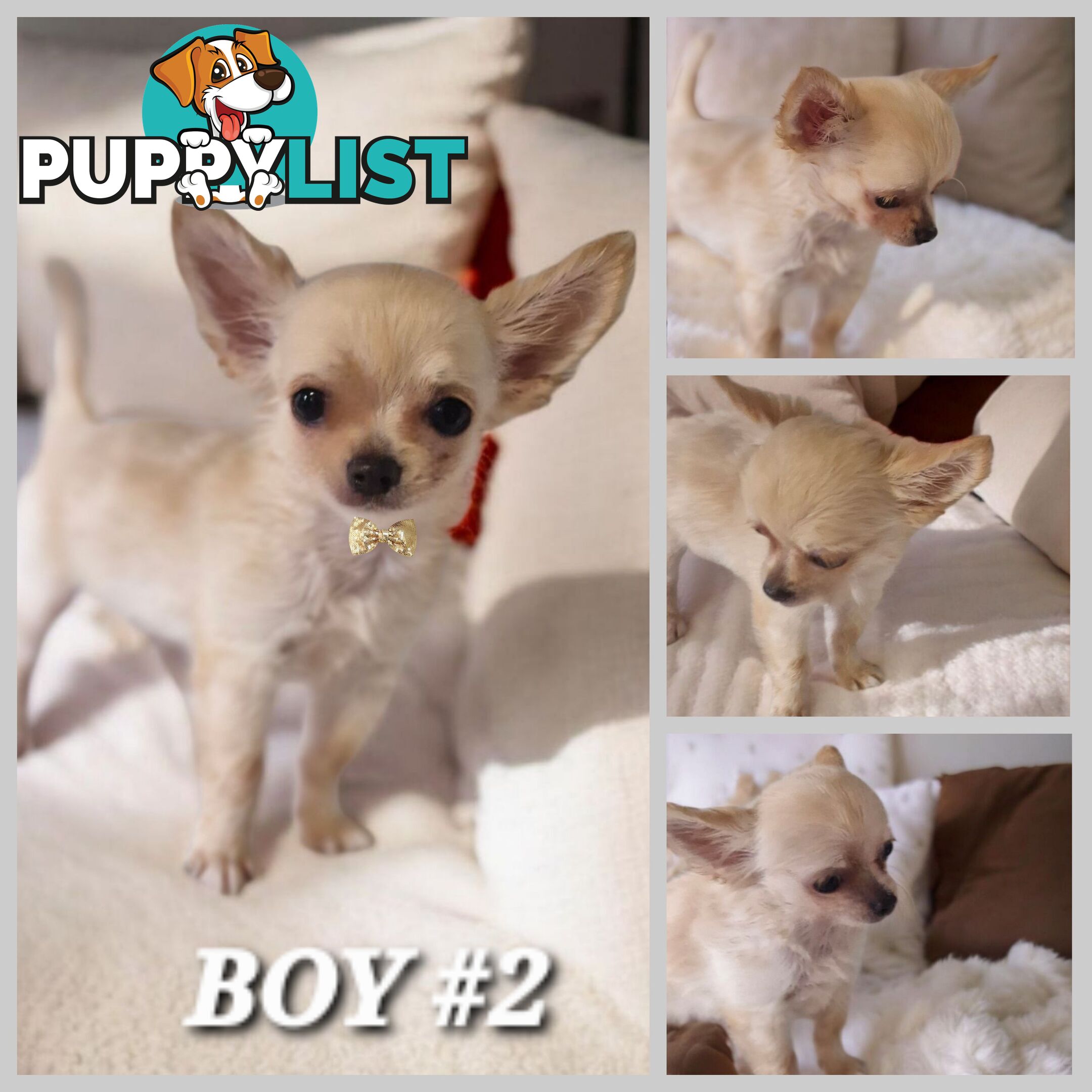 BEAUTIFUL LONGHAIR PUREBRED CHIHUAHUA PUPPIES 