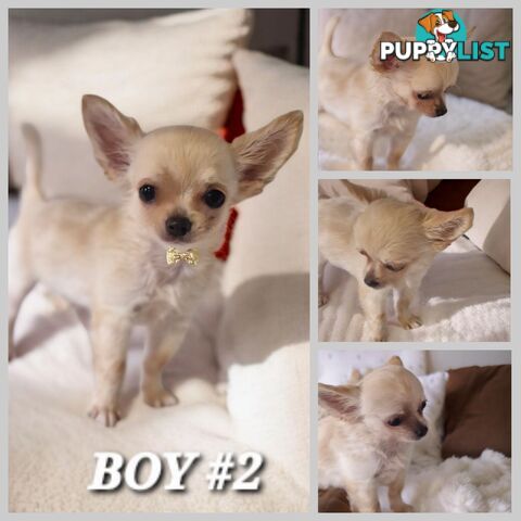 BEAUTIFUL LONGHAIR PUREBREDCHIHUAHUA PUPPIES 