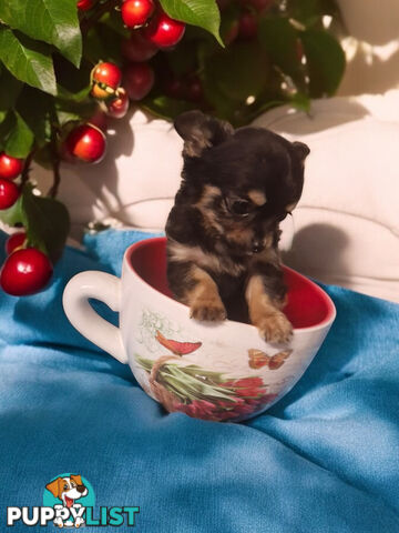 ADORABLE TINY TEENIE  PUREBRED CHIHUAHUA PUPPIES 