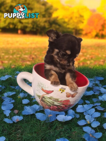 ADORABLE TINY TEENIE  PUREBRED CHIHUAHUA PUPPIES 