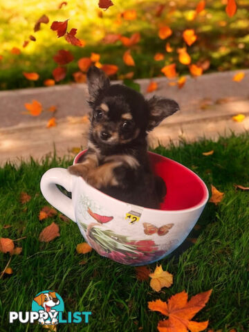 ADORABLE TINY TEENIE  PUREBRED CHIHUAHUA PUPPIES 