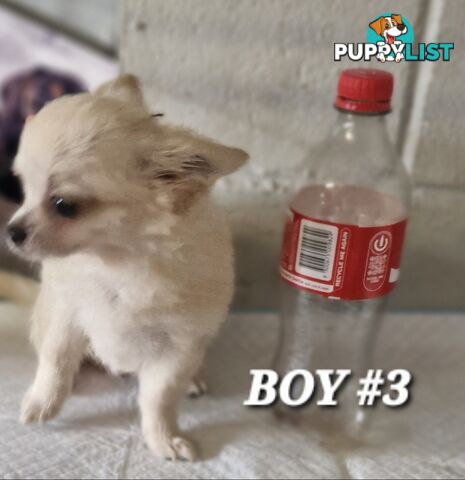 BEAUTIFUL LONGHAIR PUREBREDCHIHUAHUA PUPPIES 