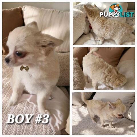 BEAUTIFUL LONGHAIR PUREBREDCHIHUAHUA PUPPIES 