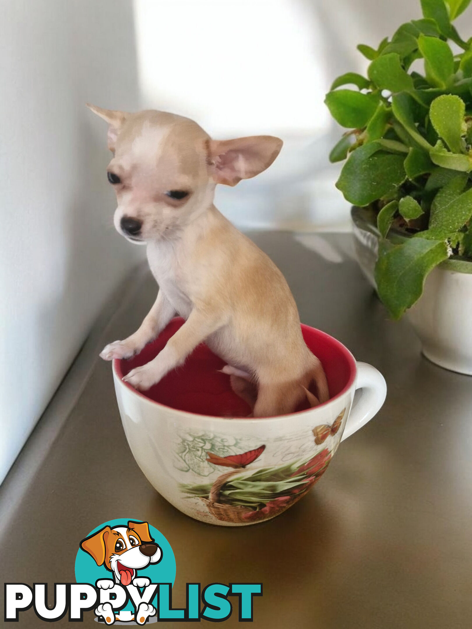 LAST ADORABLE TEACUP CHIHUAHUA BOY