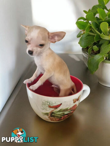 LAST ADORABLE TEACUP CHIHUAHUA BOY