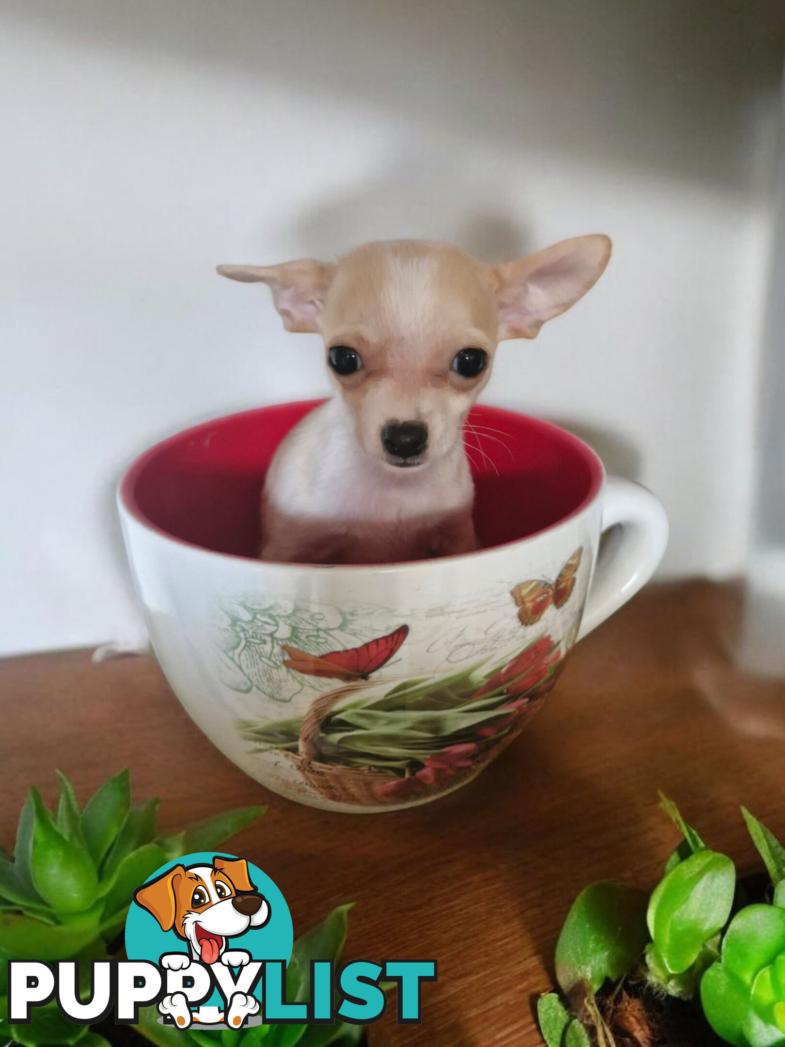 LAST ADORABLE TEACUP CHIHUAHUA BOY