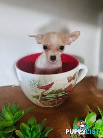 LAST ADORABLE TEACUP CHIHUAHUA BOY