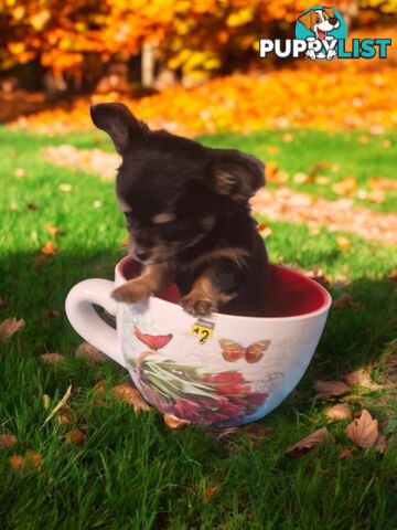 ADORABLE TINY TEENIE  PUREBRED CHIHUAHUA PUPPIES 