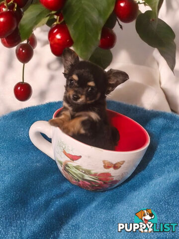 ADORABLE TINY TEENIE  PUREBRED CHIHUAHUA PUPPIES 