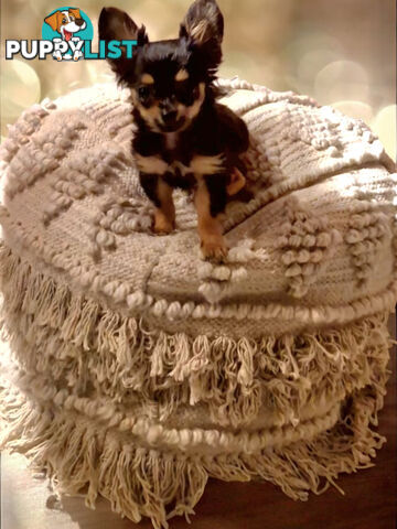 ADORABLE TINY TEENIE  PUREBRED CHIHUAHUA PUPPIES 