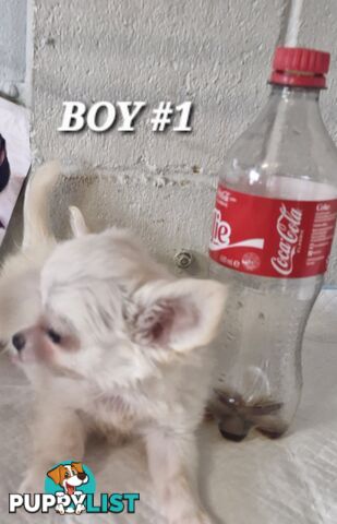 BEAUTIFUL LONGHAIR PUREBREDCHIHUAHUA PUPPIES 