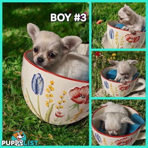   SIMPLY BEAUTIFUL LONGHAIR CHIHUAHUA PUPPIES 