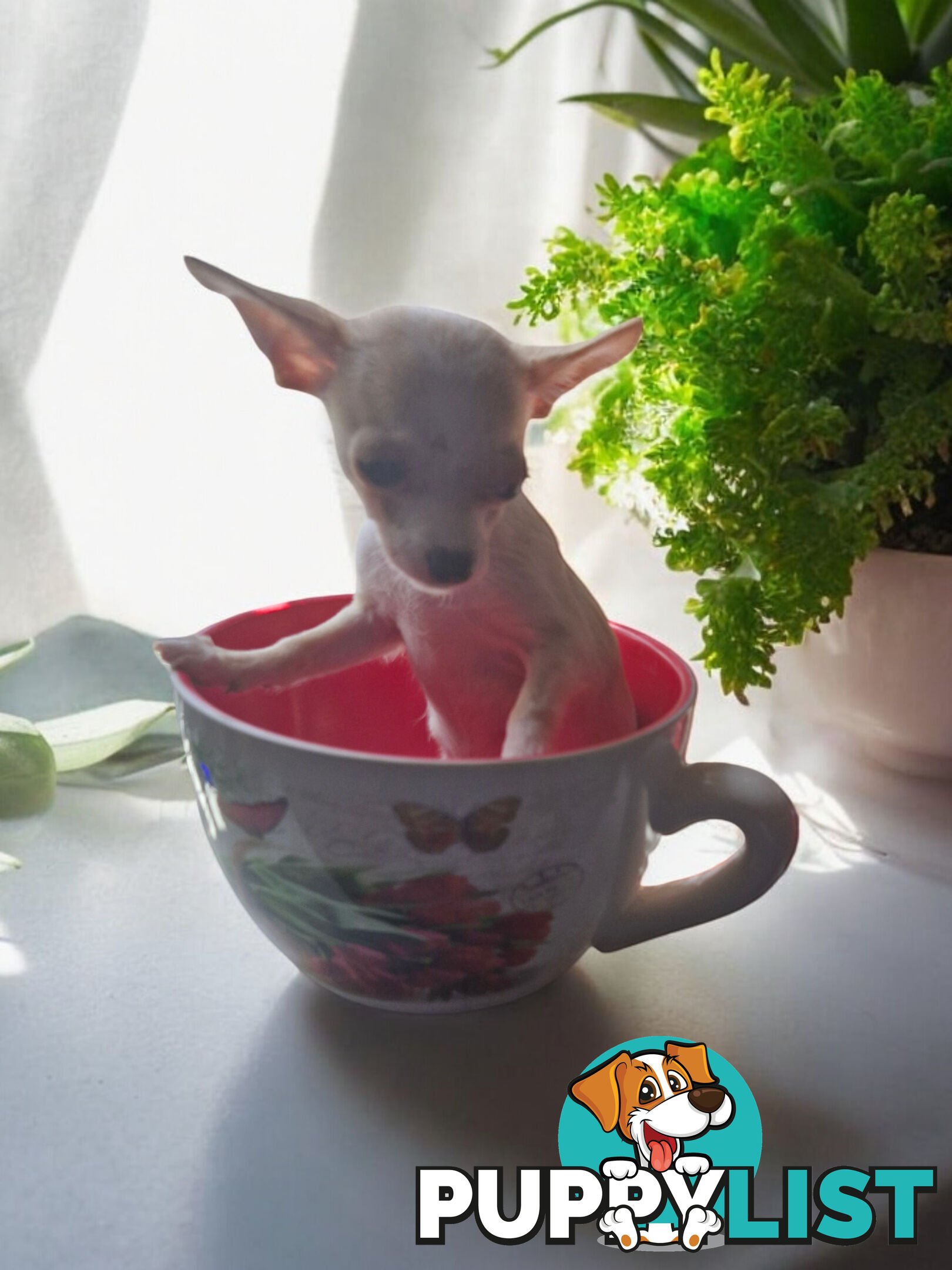 LAST ADORABLE TEACUP CHIHUAHUA BOY