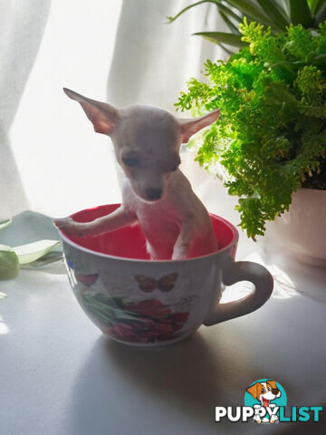 LAST ADORABLE TEACUP CHIHUAHUA BOY