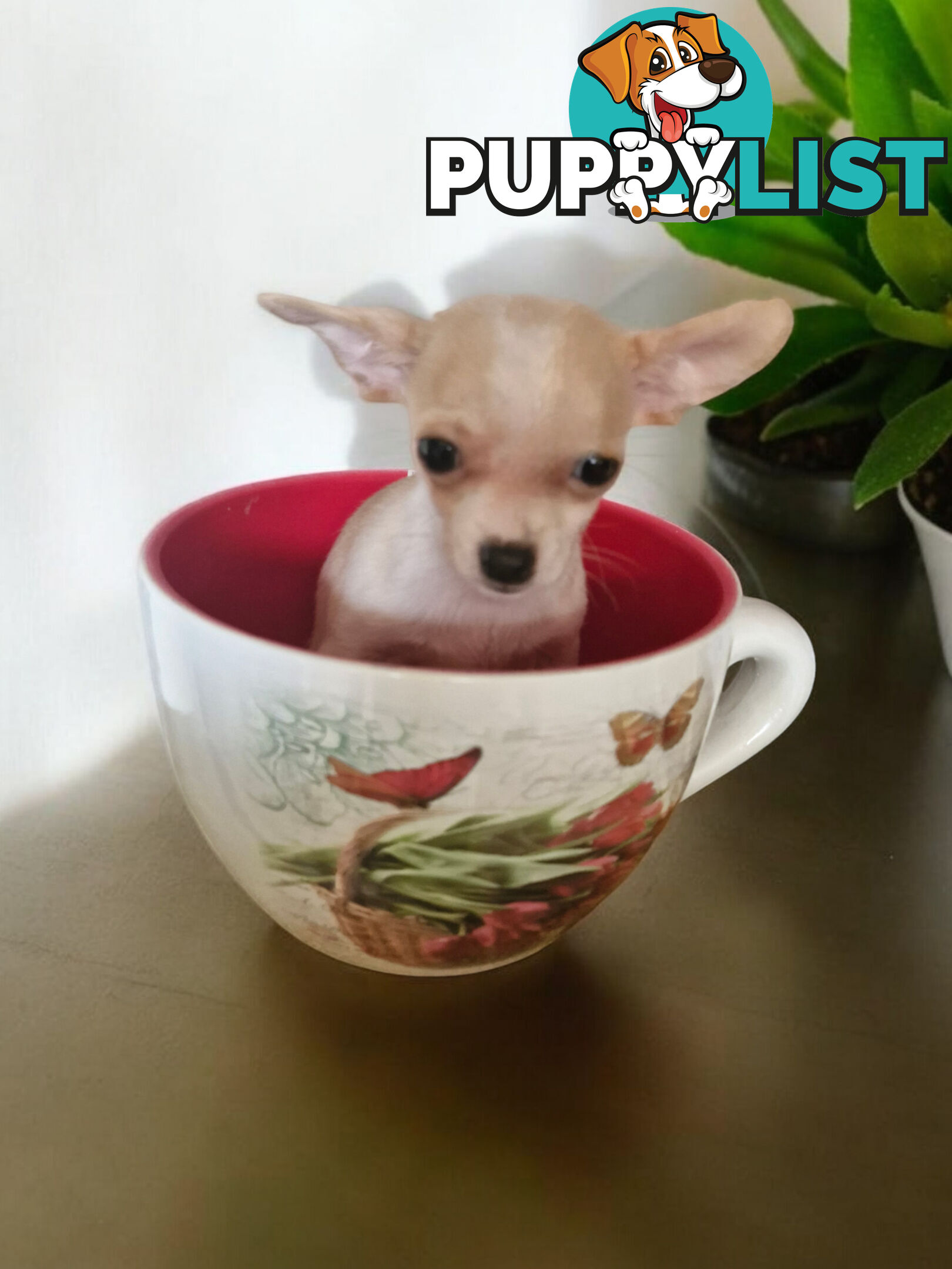 LAST ADORABLE TEACUP CHIHUAHUA BOY